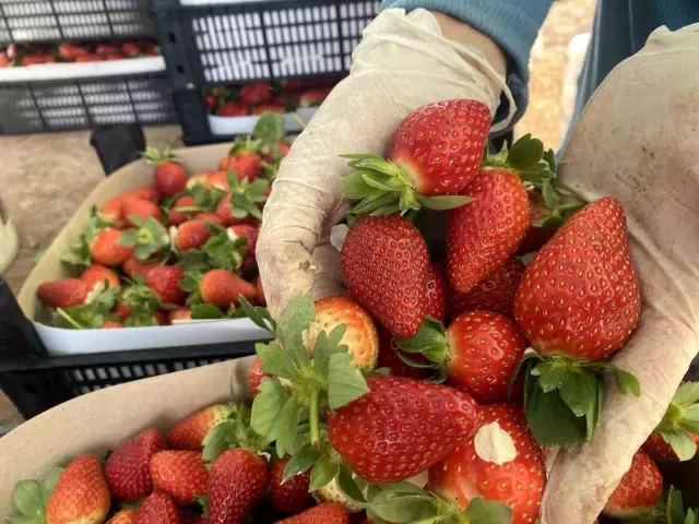 Seradaki çileğin fiyatı 1 ayda dip yaptı: Fiyatı 400 TL'den 90 TL'ye düştü Seradaki çileğin fiyatı 1 ayda dip yaptı: Fiyatı 400 TL'den 90 TL'ye düştü