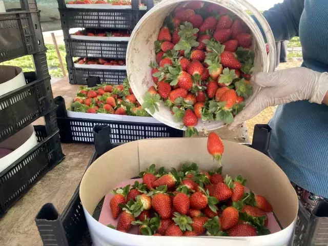 Seradaki çileğin fiyatı 1 ayda dip yaptı: Fiyatı 400 TL'den 90 TL'ye düştü Seradaki çileğin fiyatı 1 ayda dip yaptı: Fiyatı 400 TL'den 90 TL'ye düştü