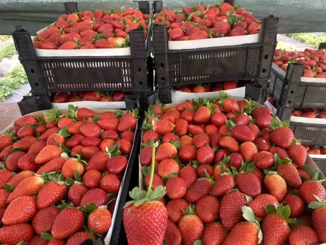 Seradaki çileğin fiyatı 1 ayda dip yaptı: Fiyatı 400 TL'den 90 TL'ye düştü Seradaki çileğin fiyatı 1 ayda dip yaptı: Fiyatı 400 TL'den 90 TL'ye düştü
