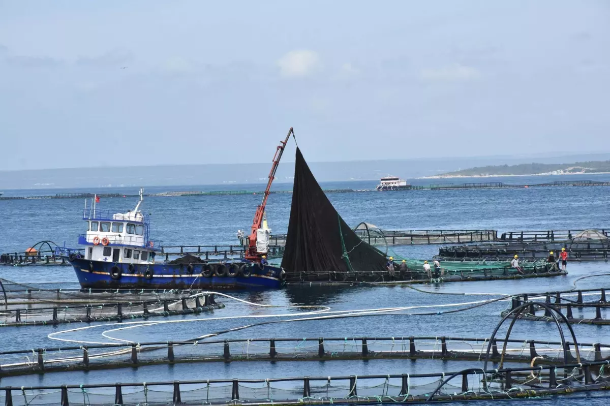 Muğla, 2024\'te 625 Milyon Dolar Balık İhracatı Gerçekleştirdi