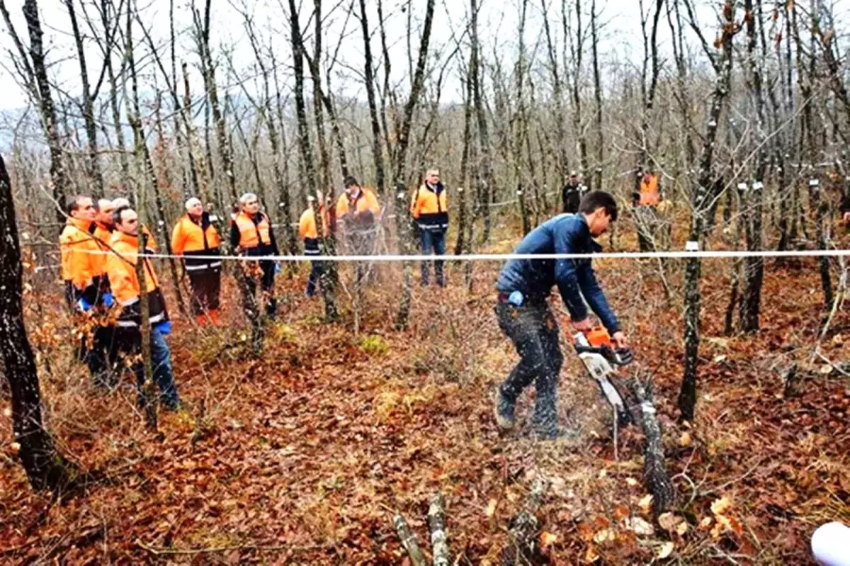 Samsun Orman Köylüleri Rekor Gelir Elde Etti