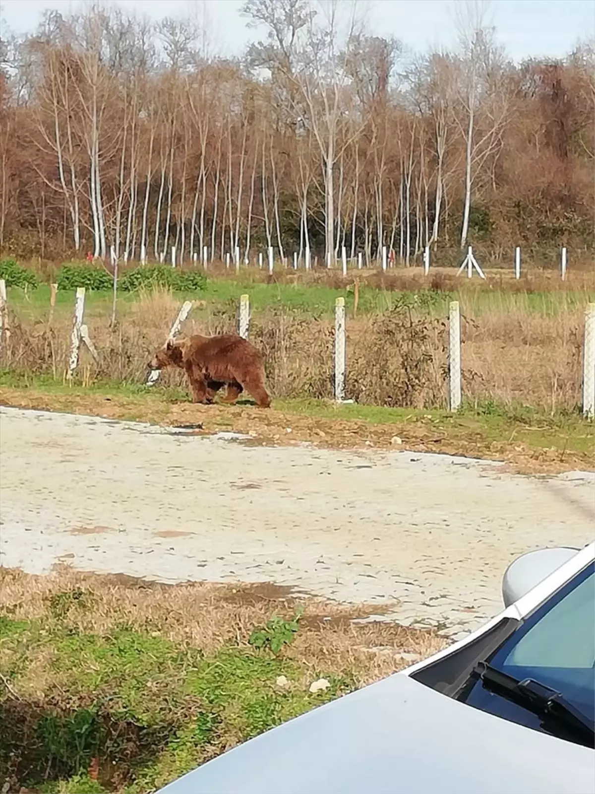 Kaçan Bozayı 8 Gün Sonra Bulundu