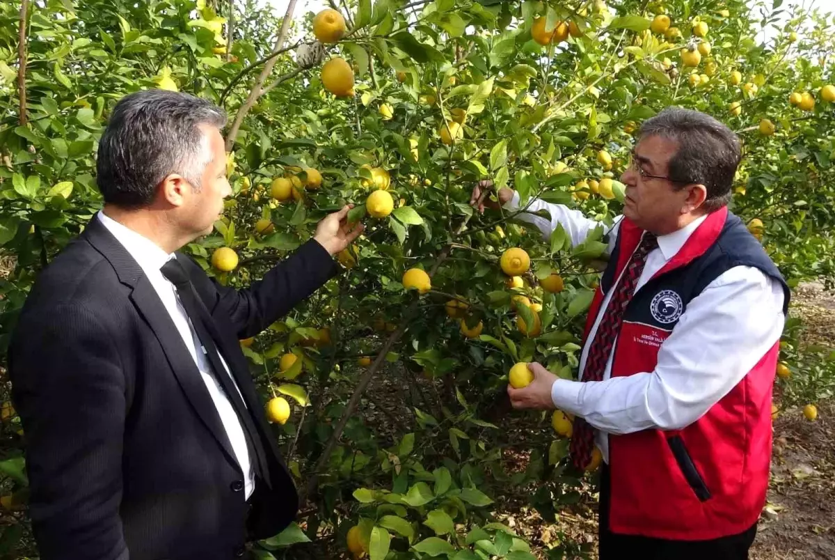 Mersin\'de Limon Soslarına Denetim