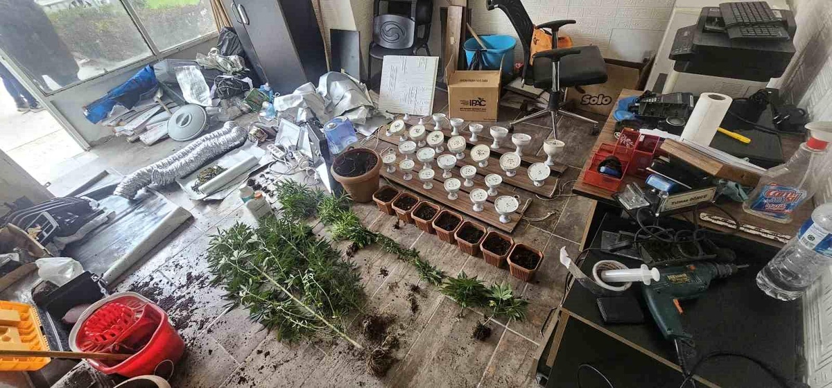 Adana\'da Esrar Yetiştiren Şüpheli Tutuklandı