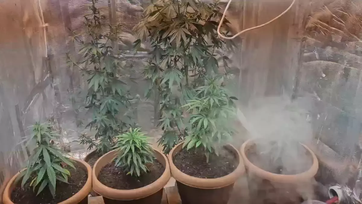 Adana\'da Uyuşturucu Üretimi: 17 Kök Hint Keneviri ve 51 Gram Esrar Ele Geçirildi