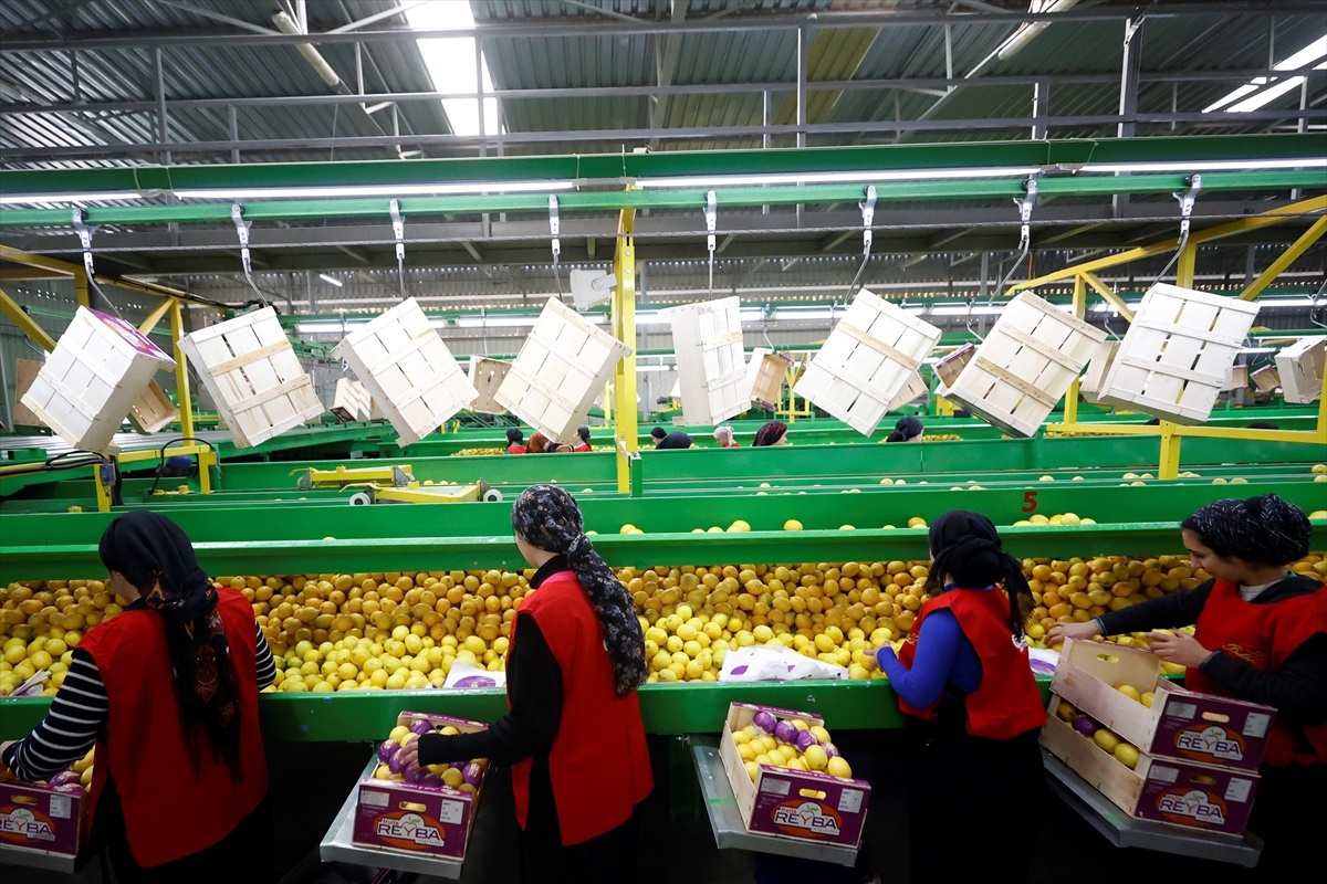 Türkiye\'nin Narenciye İhracatı 1 Milyar Doları Aştı