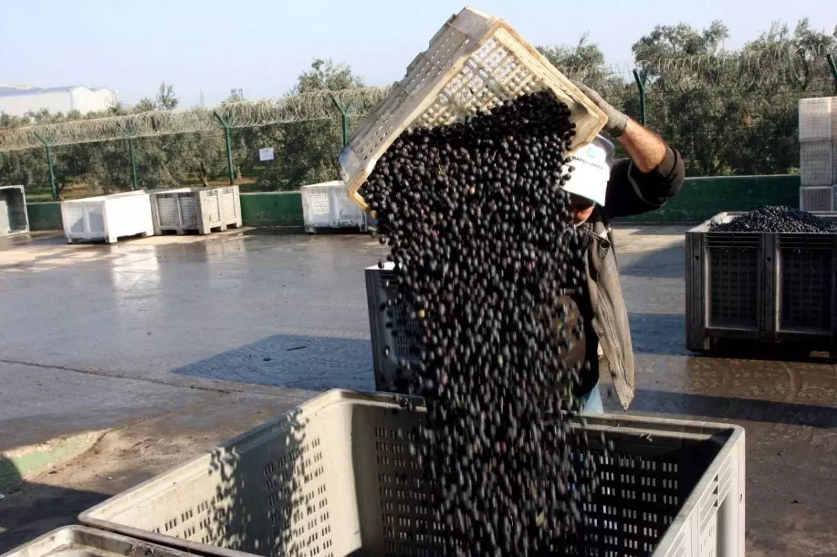 Zeytin Alımları Tamamlandı