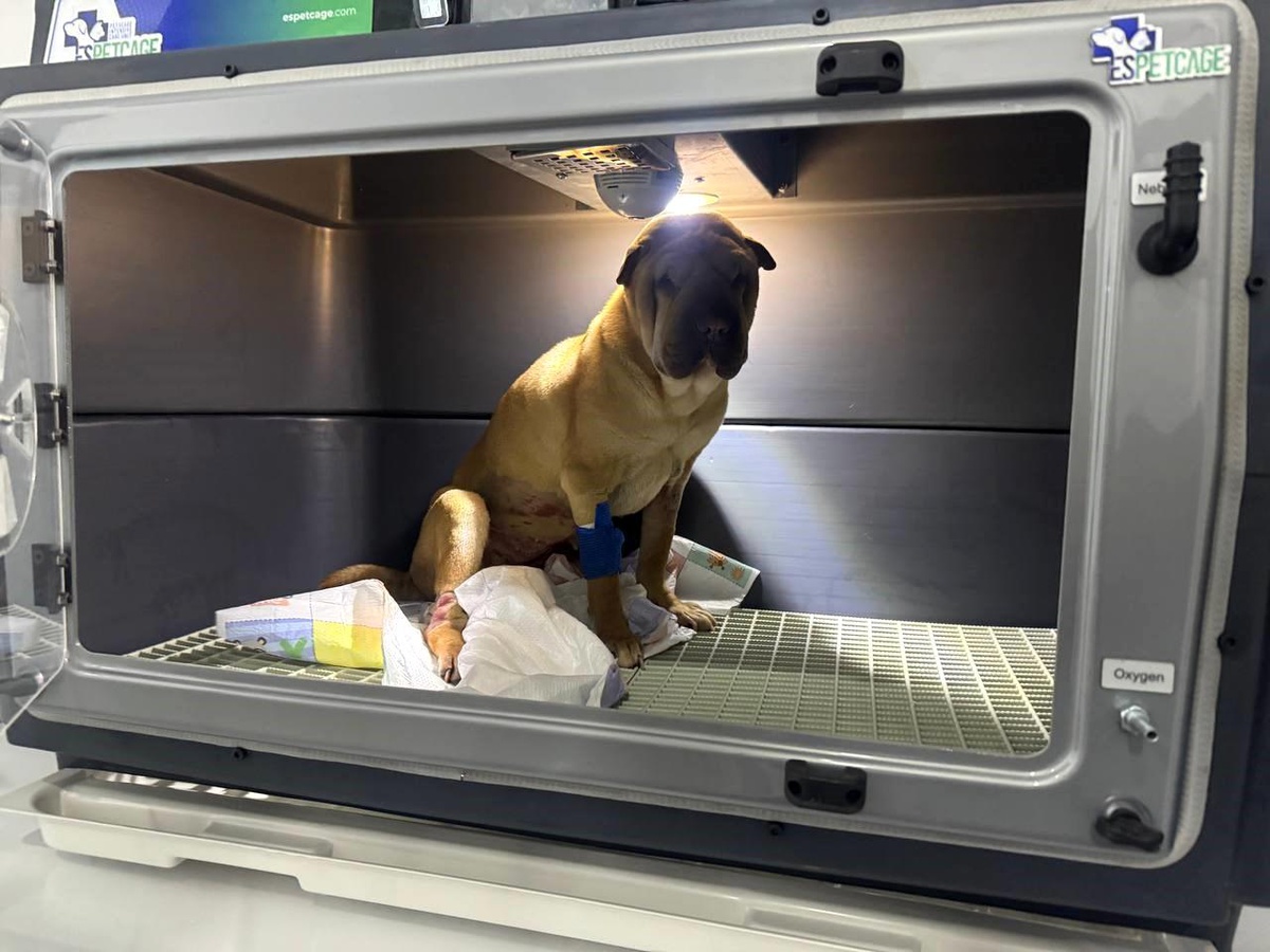 Zonguldak\'ta köpekten 1.5 kg iltihap çıkartıldı