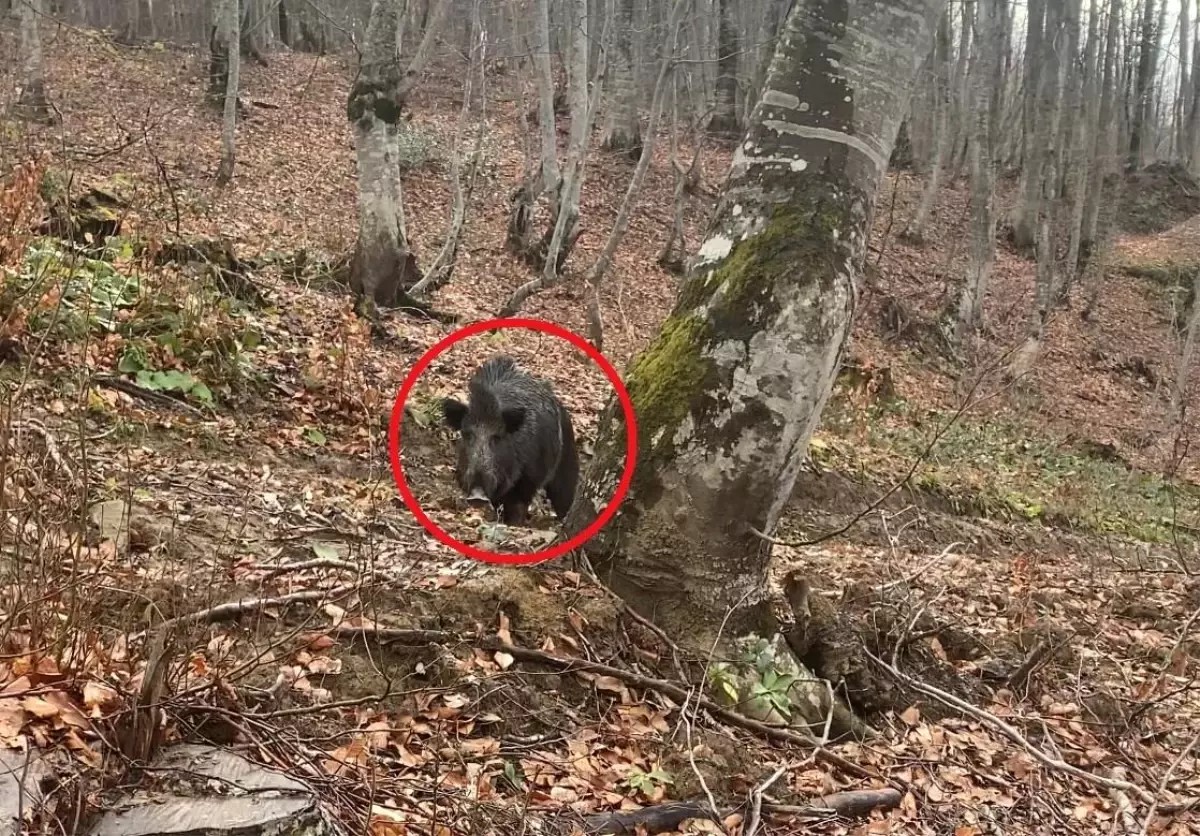 Sinop\'ta Domuz Saldırısı: Avcılar Korku Dolu Anlar Yaşadı