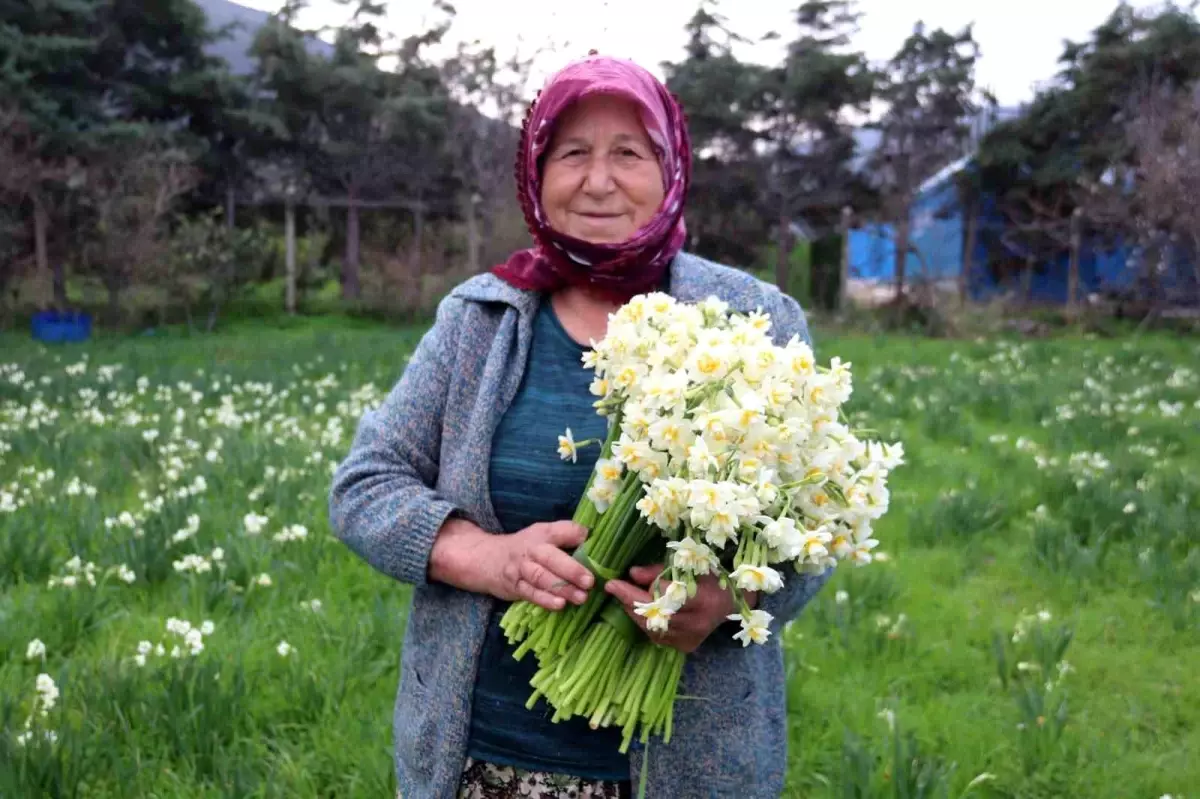 Nergis Hasadı Başladı