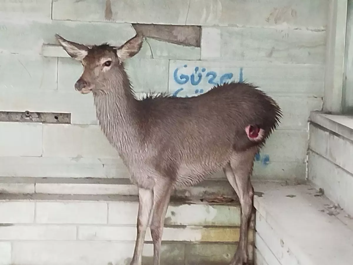 Yaralı Karaca Doğa Koruma Ekiplerine Teslim Edildi