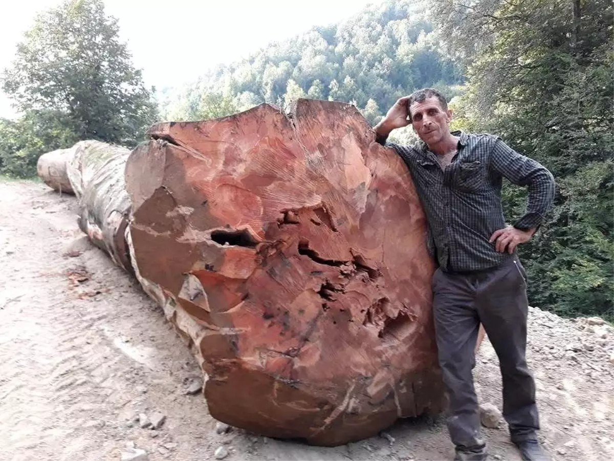 Ağaç Devrildi, Orman İşçisi Hayatını Kaybetti