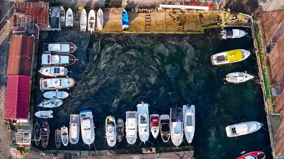 Marmara\'da Müsilaj Tehlikesi Yeniden Başladı