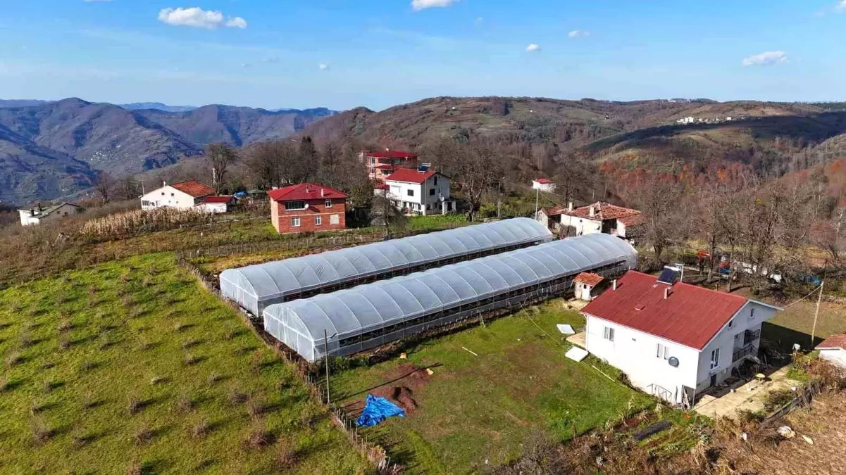 Ordu\'da Tarım Projelerine Büyük Destek: 36 Bin 800 Metrekare Sera Naylonu Dağıtıldı