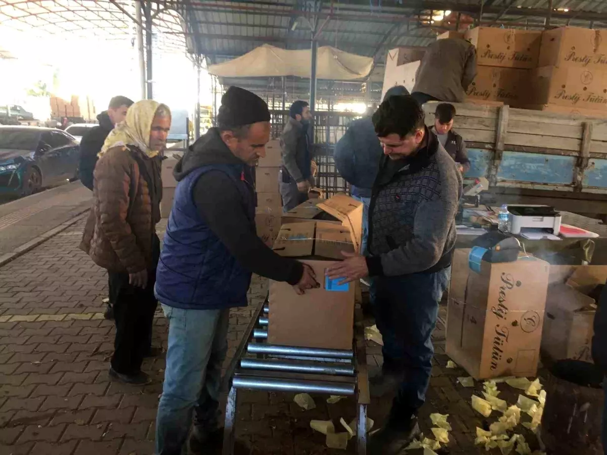 Sarıgöl\'de Tütün Alım Fiyatı 180 TL