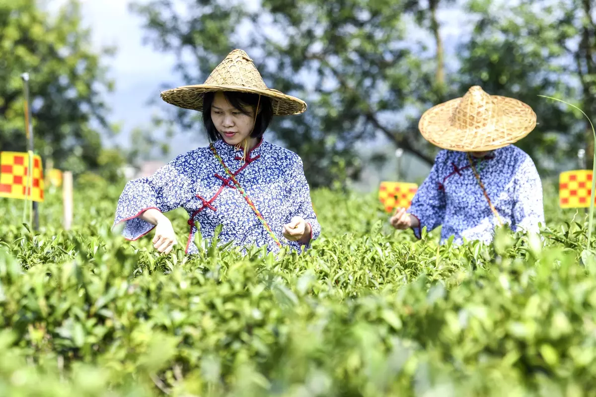 Neslihan Kılavuz\'un Liubao Çayı Deneyimi