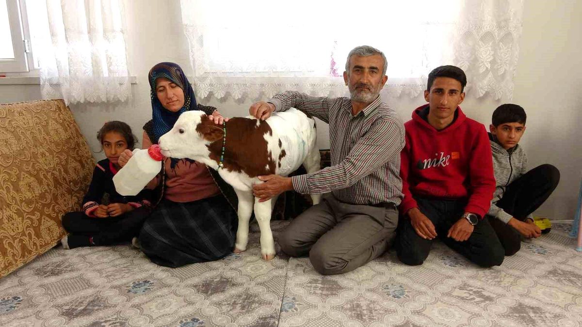 Buzağıyı Evlat Gibi Seven Aile