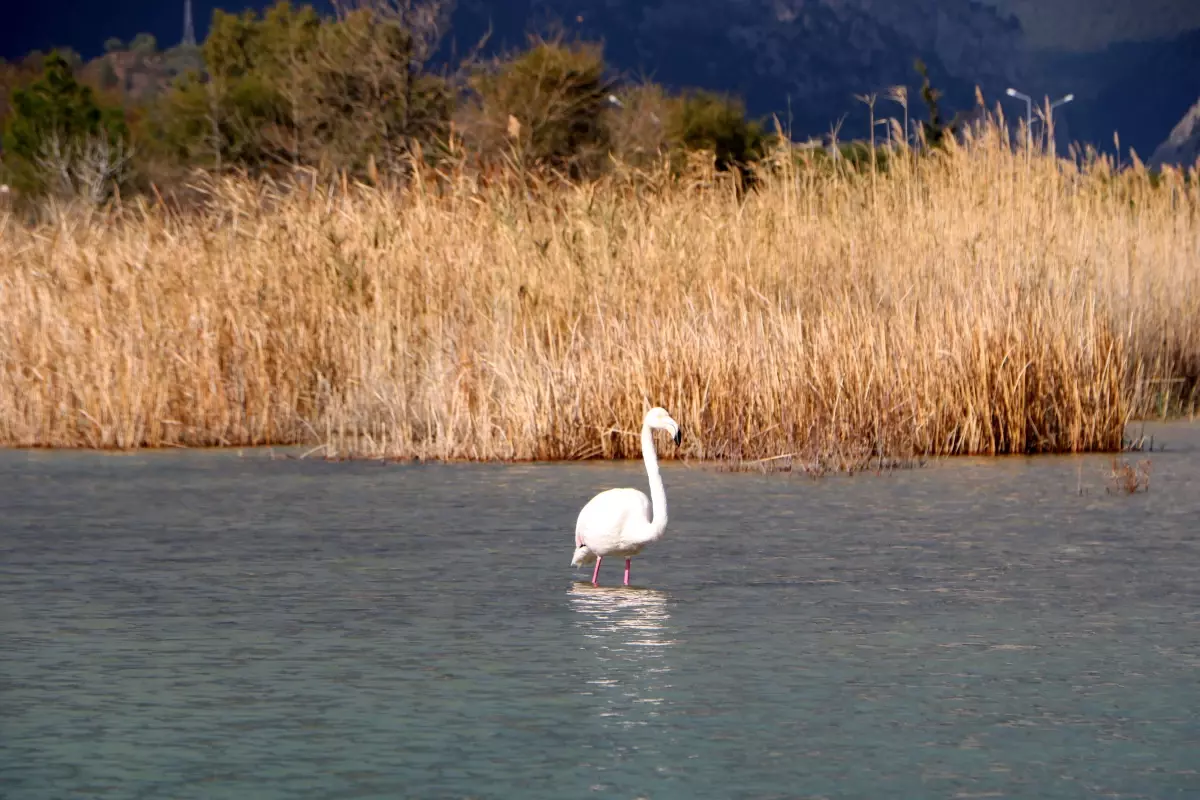 Kemer\'de Flamingo Ziyafeti: İnsanlardan Kaçmıyor