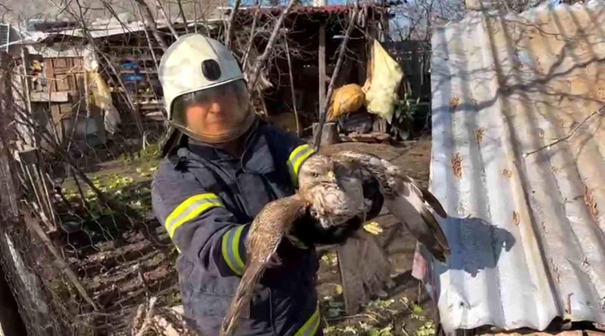 Ordu\'da İtfaiye Ekipleri Yırtıcı Kuş Doğanı Kurtardı