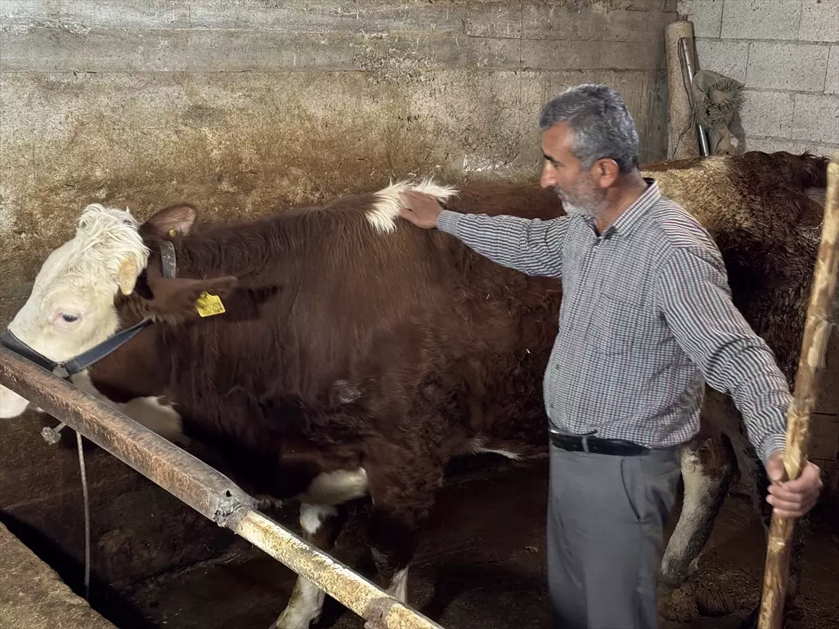 Mehmet Coşkun\'un \'Umut\' Buzağısına Şefkat Dolu Bakımı