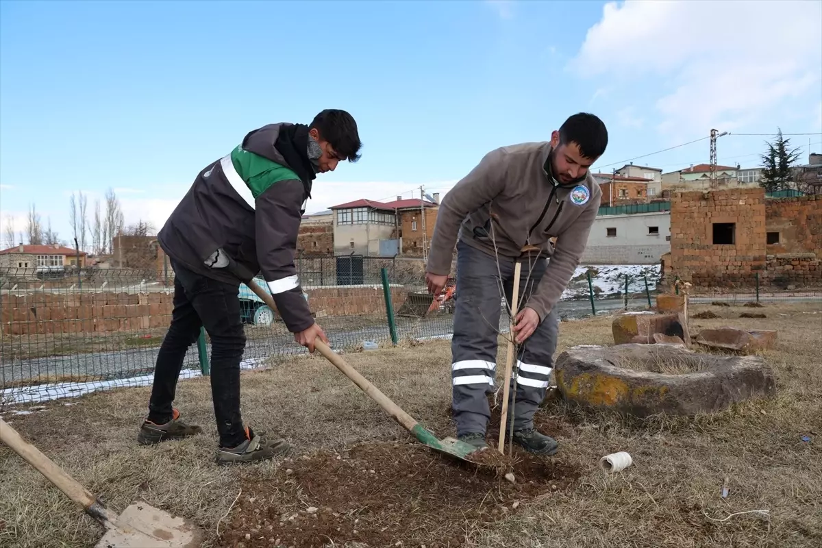 Talas\'ta 500 Kestane Fidanı Dikildi