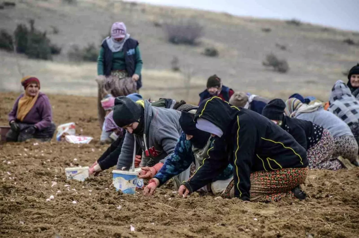 Taşköprü\'de Sarımsak Dikim Sezonu Başladı