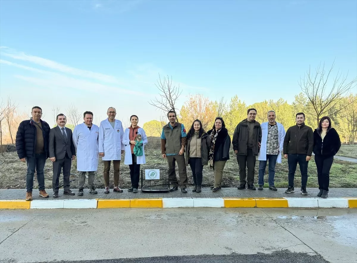 Şahin Tedavi Edilip Doğaya Salındı