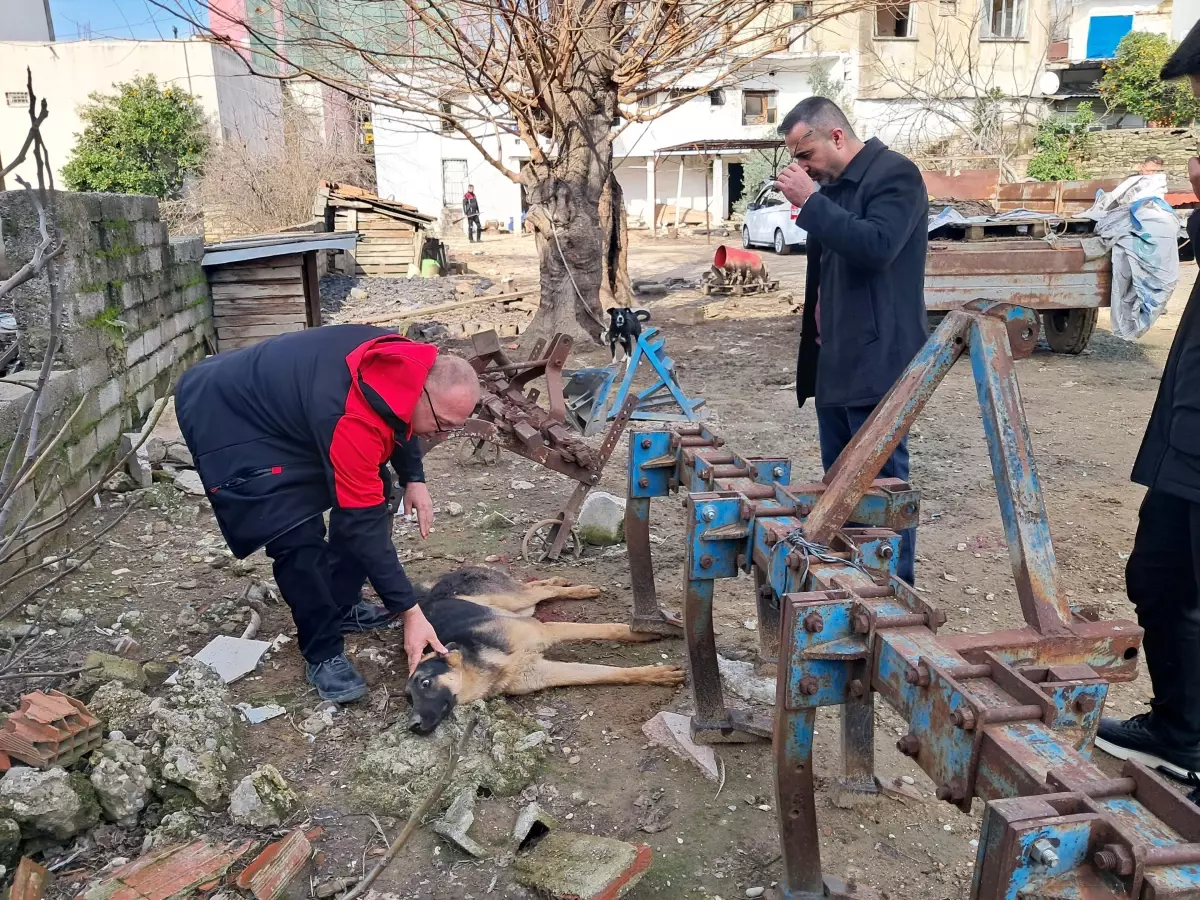 Köpeği Vuran Kişi Gözaltına Alındı