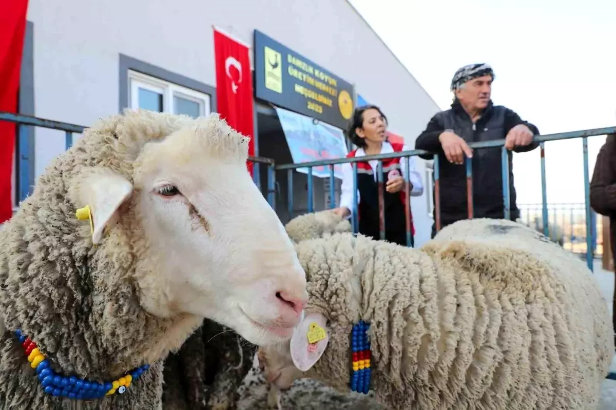 Aliağa Belediyesinden üreticilere koç desteği