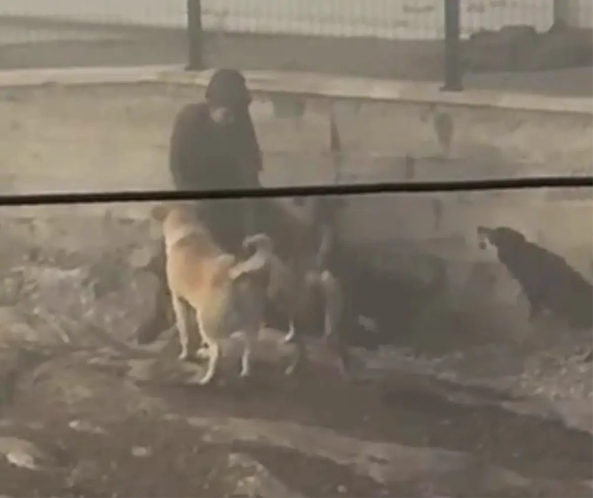 Hamile Kadına Başıboş Köpek Saldırısı