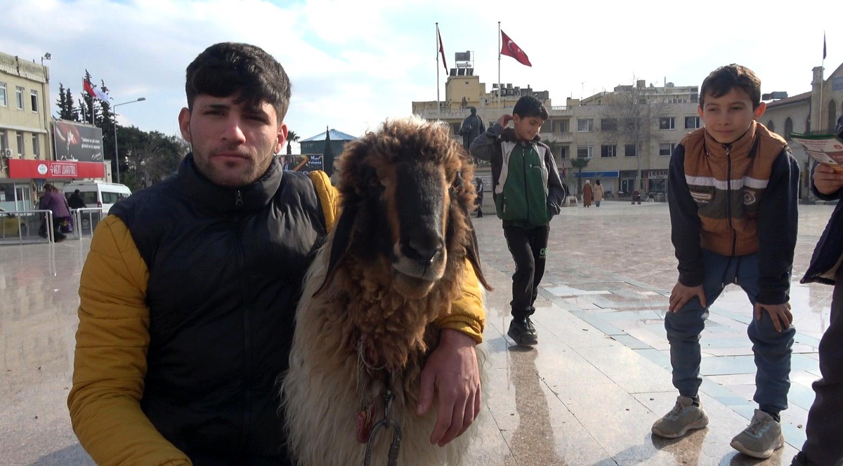 Kilis\'in Sevilen Koyun Maskotu