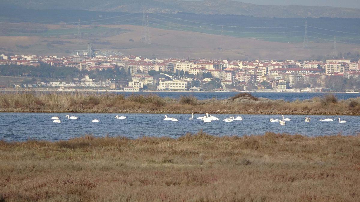 Çanakkale\'de Su Kuşu Sayımları: Kuş Sayısında Artış Gözlemlendi