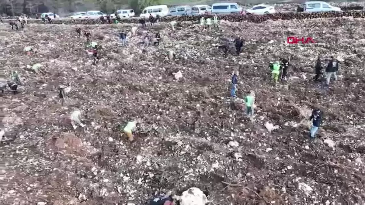 İzmir Buca\'da Orman Yangını Sonrası Fidan Dikim Etkinliği Düzenlendi