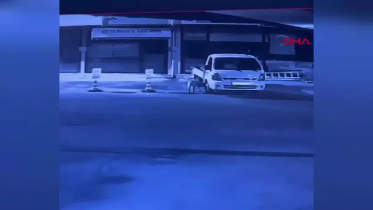 Sokak Köpekleri Kamyonete 200 Bin Liralık Zarar Verdi