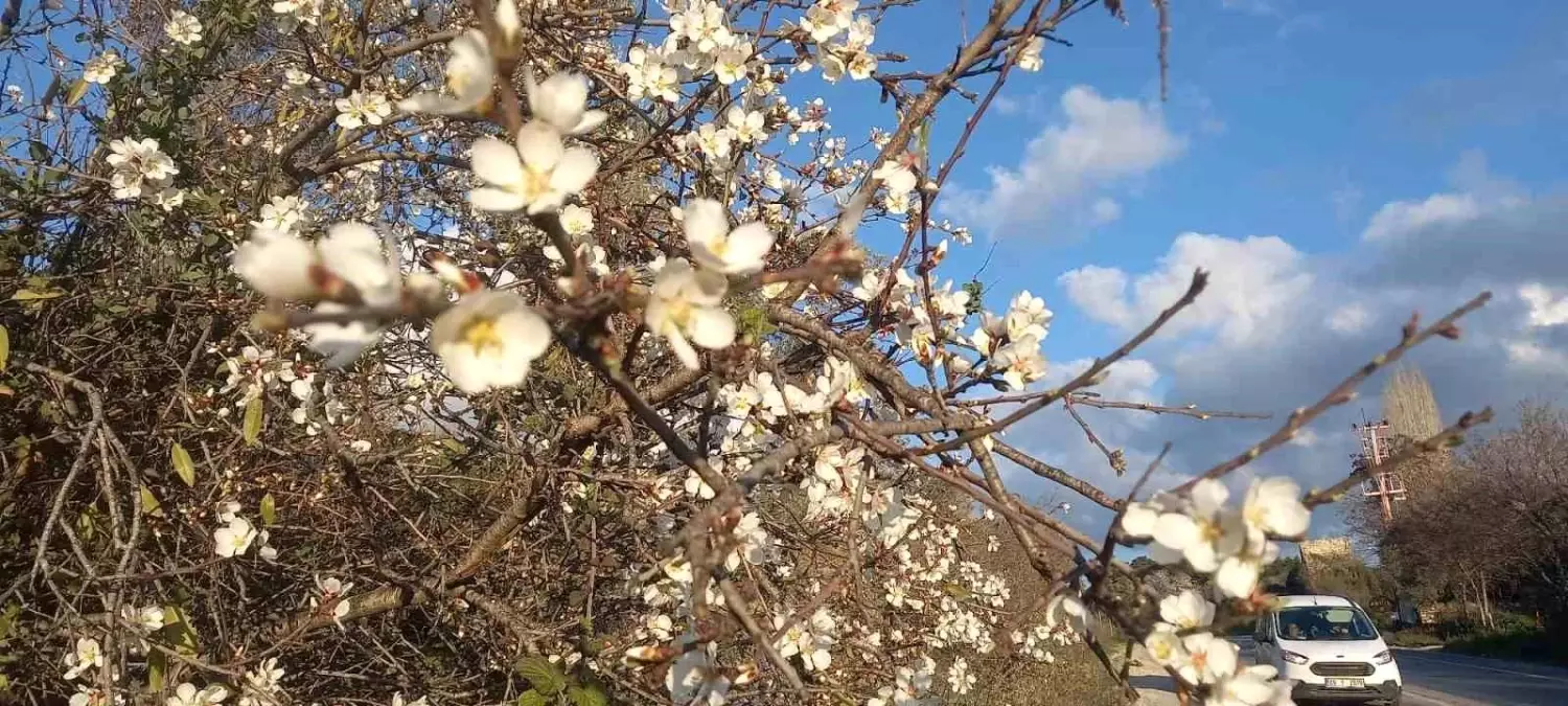 Aydın\'da Badem Ağaçları Erken Çiçek Açtı