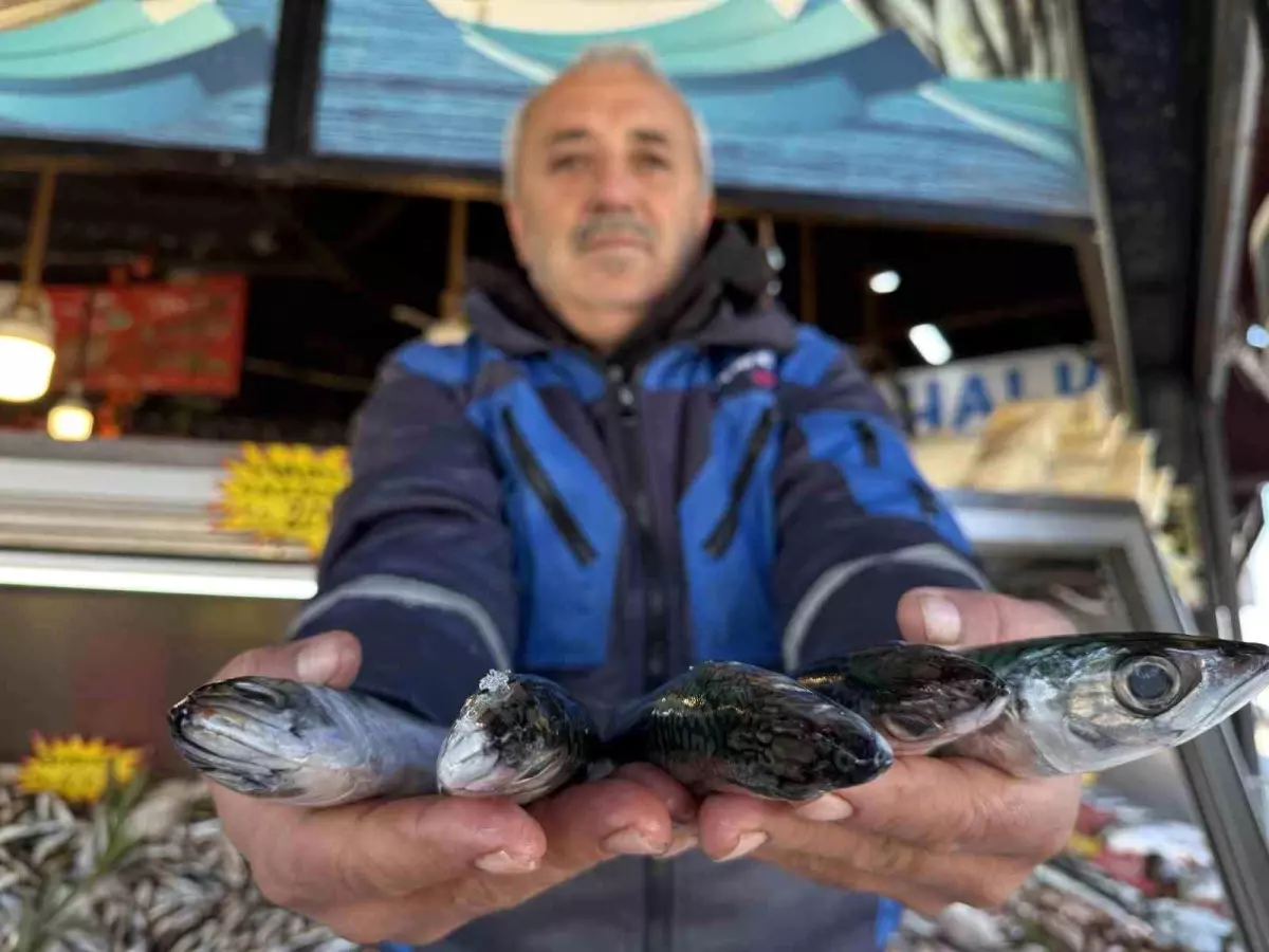 Palamut Tezgahlarda Yerini Aldı