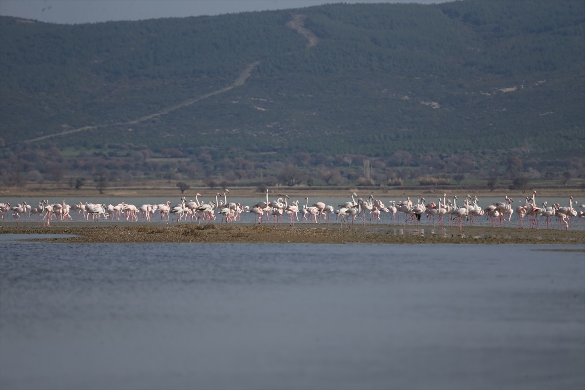 Çanakkale\'deki Su Kuşu Popülasyonu Artıyor
