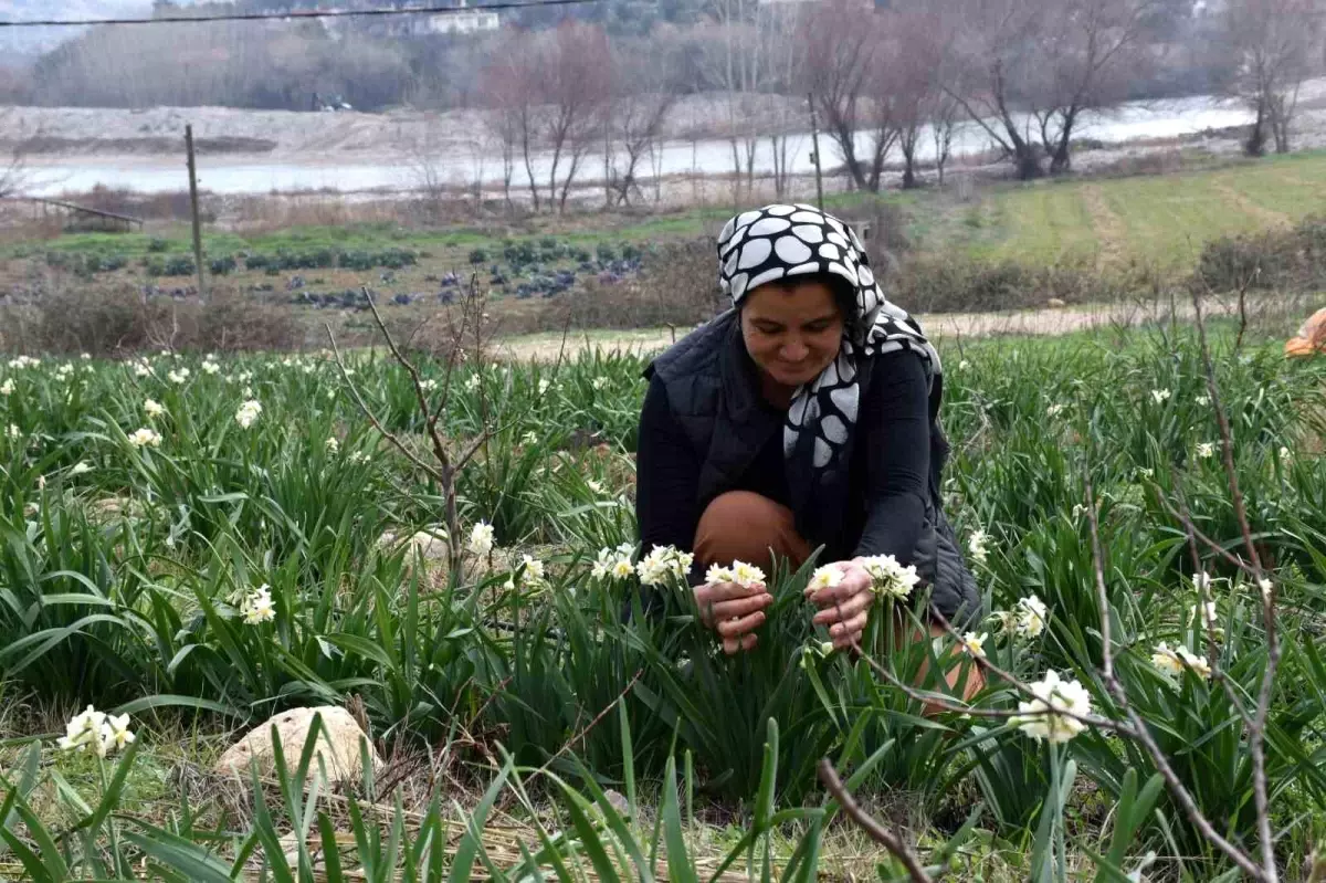 Nergis Üretiminde Yeni Bir Başarı Hikayesi