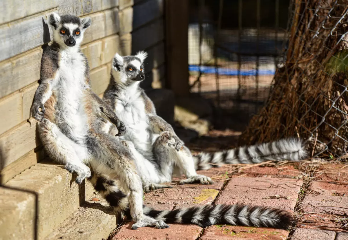 Lemurlar Kışın Güneşlenerek Güne Başlıyor