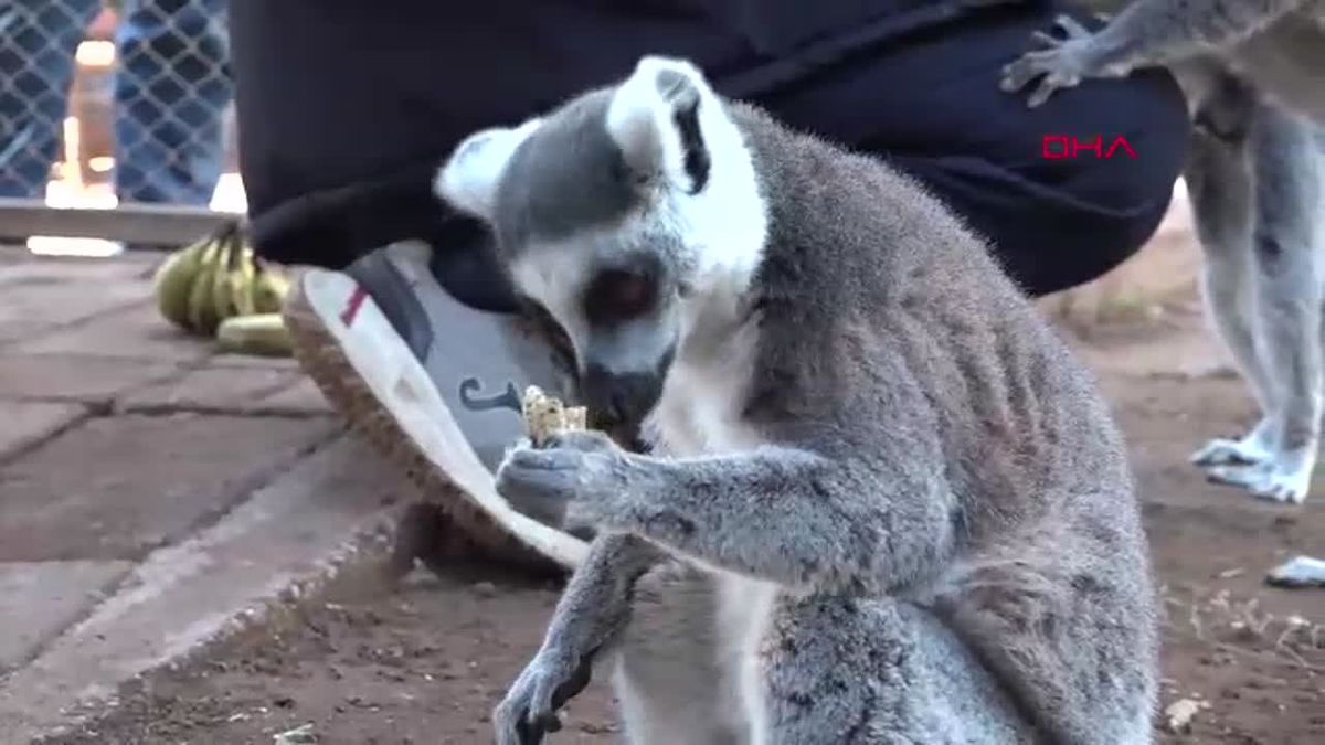 Lemurlar Antalya Doğal Yaşam Parkı\'nda Güneşlenerek Güne Başlıyor