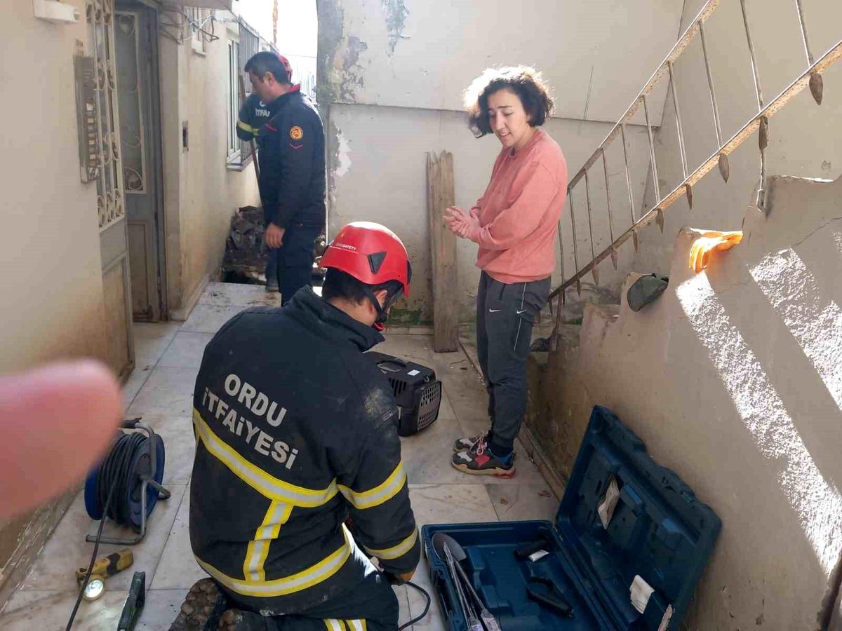 Sokak Köpeklerinden Kaçan Kedi Kurtarıldı