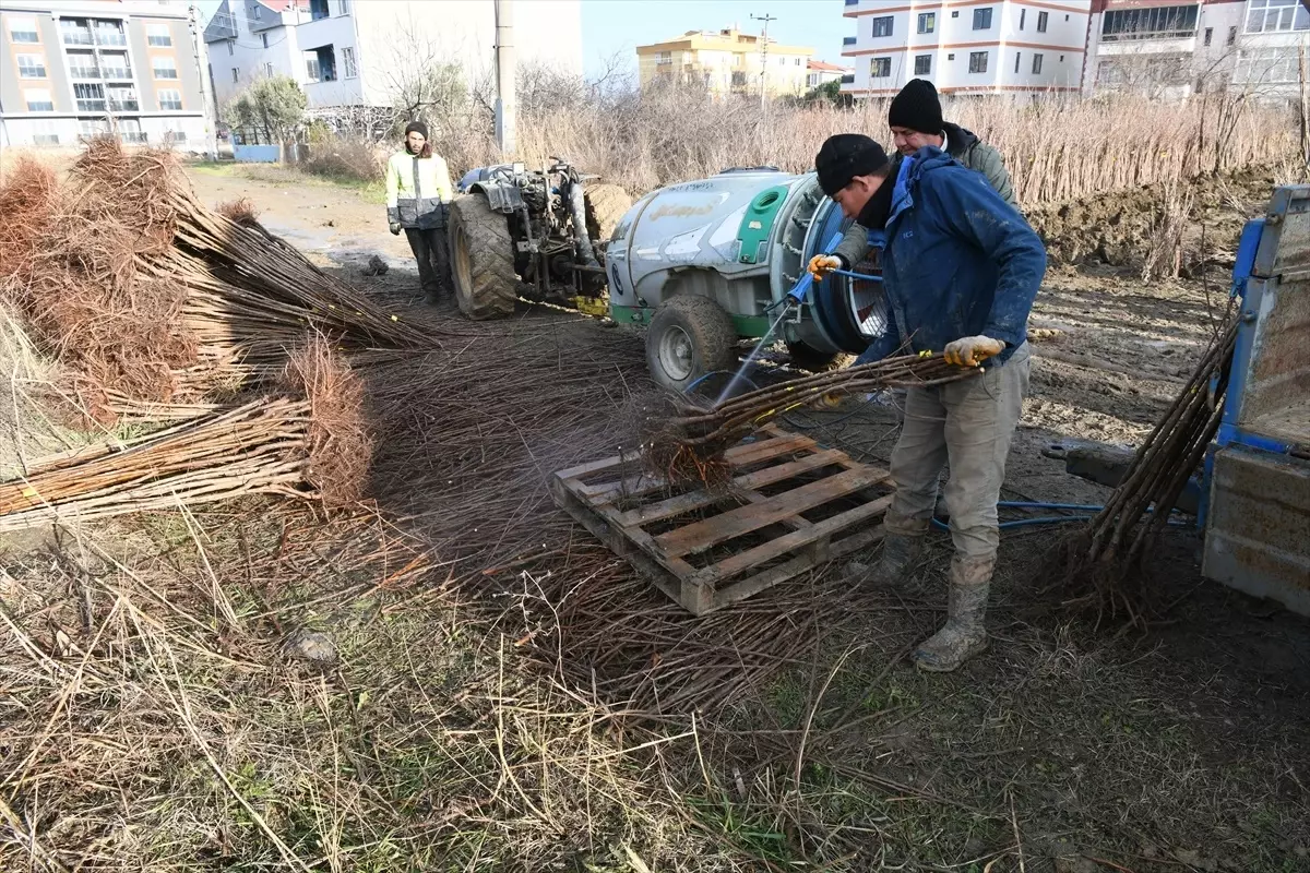 Meyve Fidanı İhracatında Lapseki\'nin Yıldızı