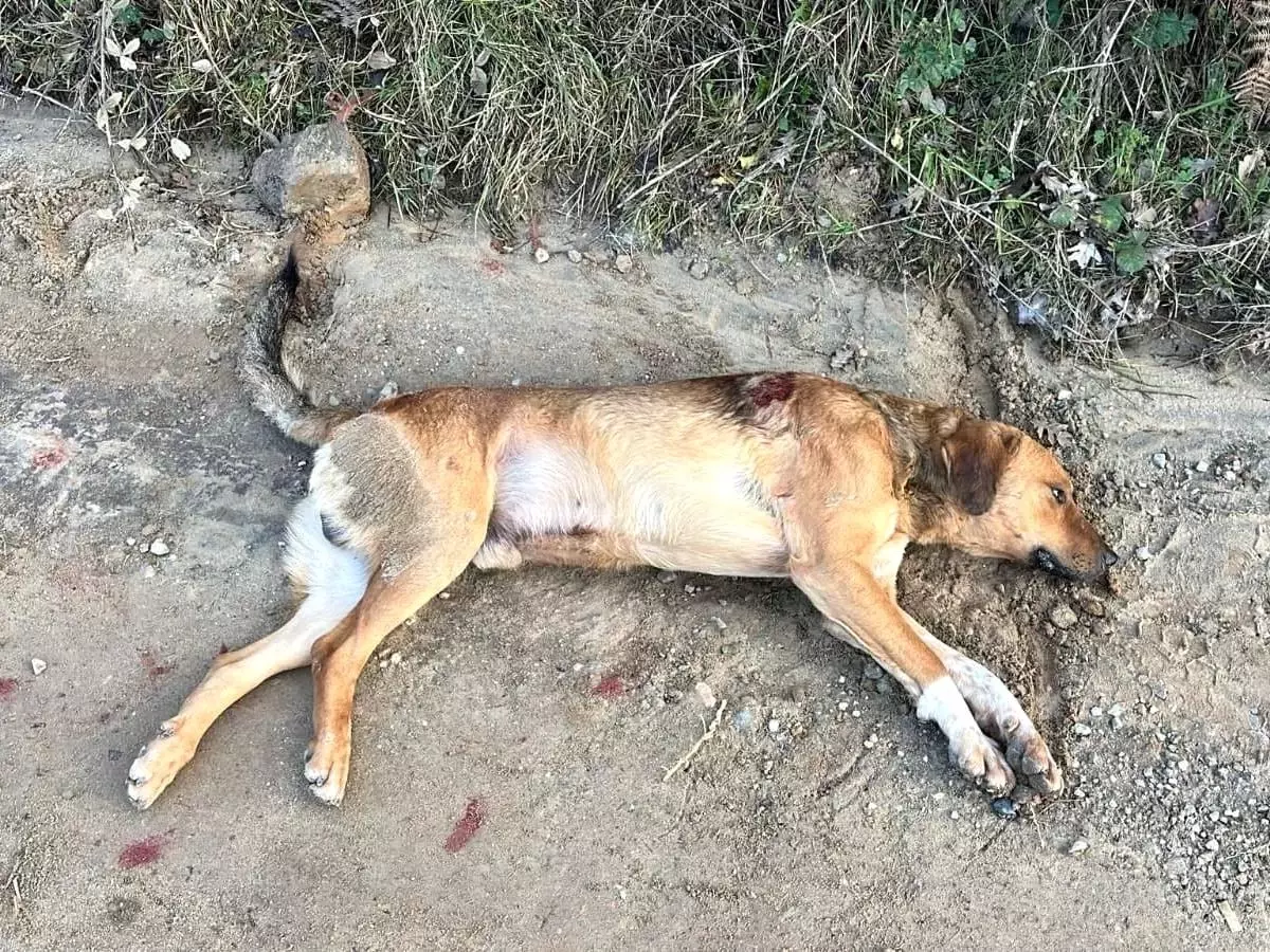 Yaralı Sokak Köpeğine Balıkesir Büyükşehir Belediyesi\'nden Acil Müdahale