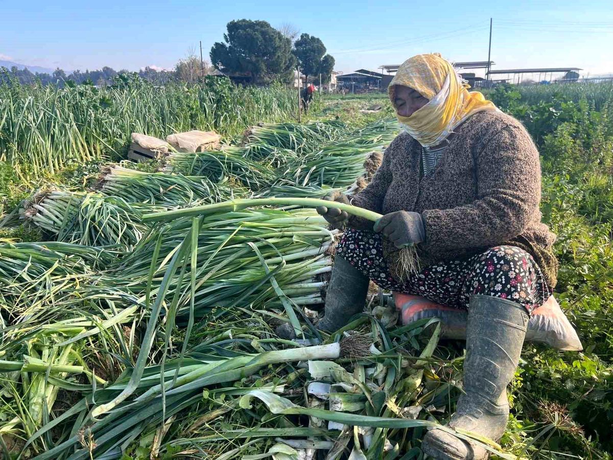 Kadınlar Tarlada Kış Sebzesi Hasadı Yapıyor