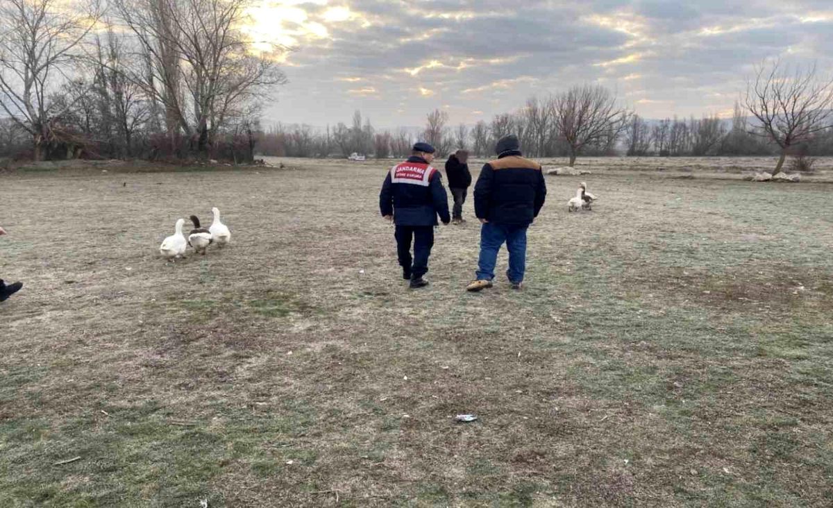 Çorum\'da Kaz Dövüşü Operasyonu: 7 Kişi Yakalandı