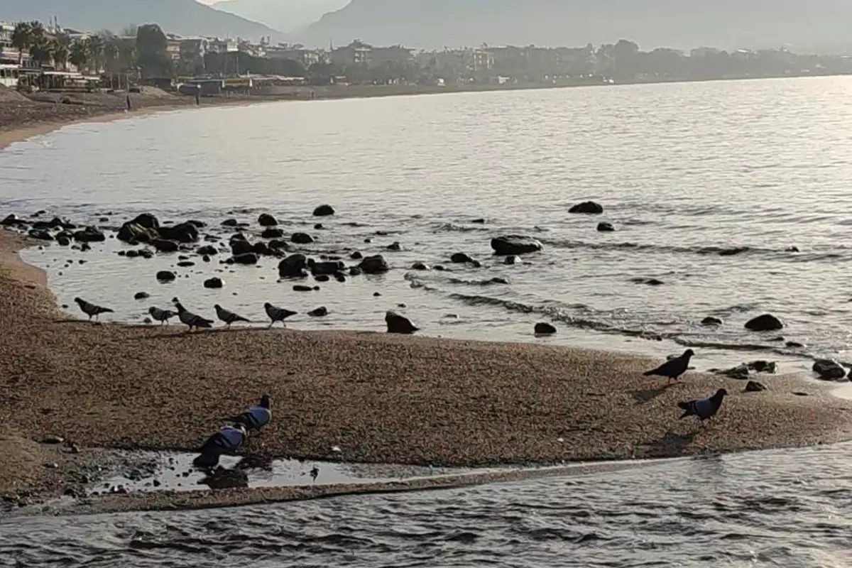 Deniz suyu 7-8 metre çekildi, akıllara Ege\'deki deprem fırtınası geldi