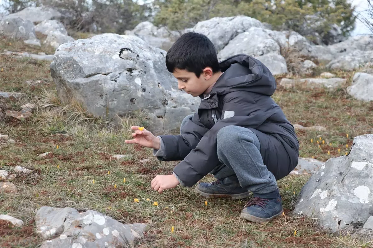 Eflani\'de Çiğdemler Erken Açtı