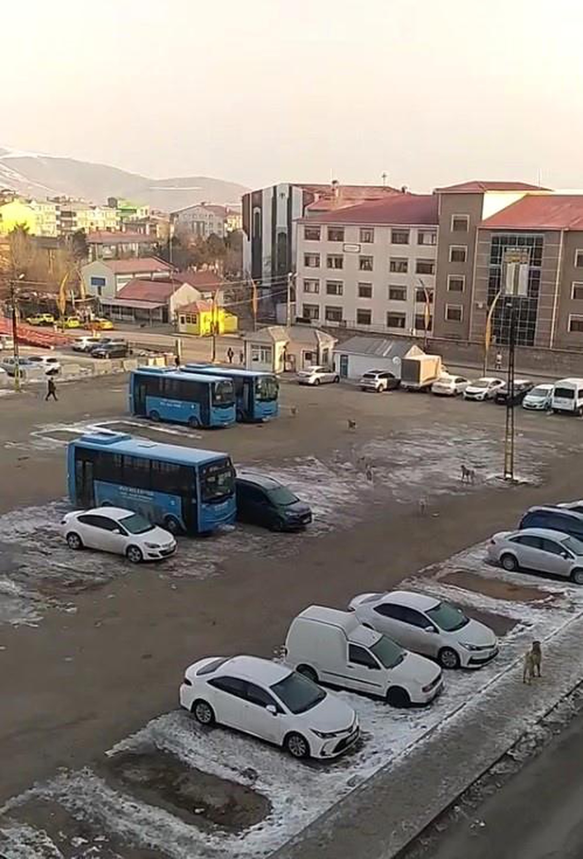 Köpeklerden Kaçan Öğrenci Dü dü