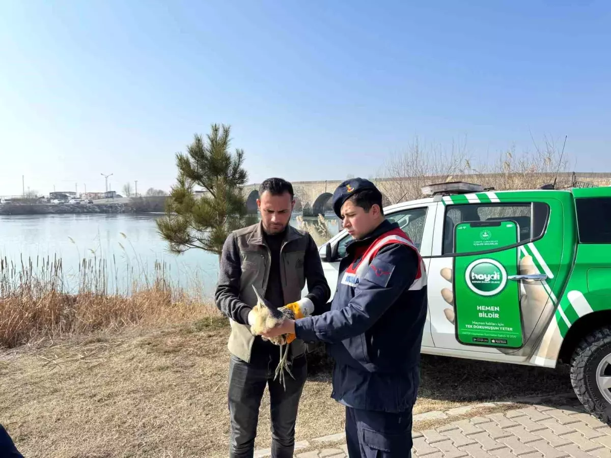 Yaralı Bayağı Balaban Kuşu Koruma Altına Alındı