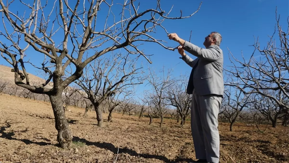 Siirt Fıstık Üreticileri Başkanı Kuraklık Uyarısında Bulundu